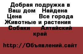 Добрая подружка,в Ваш дом!!!Найдена › Цена ­ 10 - Все города Животные и растения » Собаки   . Алтайский край